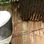 Bee removal technician inspecting an active hive on a wooden structure in {city}, {state}